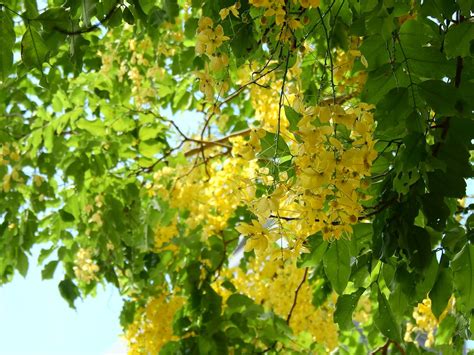 現在開花的樹|【現在開花的樹】現在最該追的粉紅花雨！6種台灣盛開中的賞花。